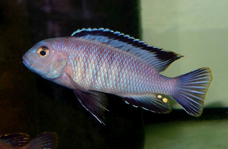 Tropheops romandi 'Mazinzi Reef'